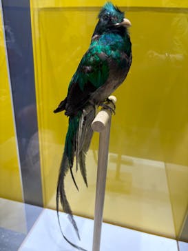 特別展「鳥～ゲノム解析が解き明かす新しい鳥類の系統～」に投稿された画像（2025/5/17）