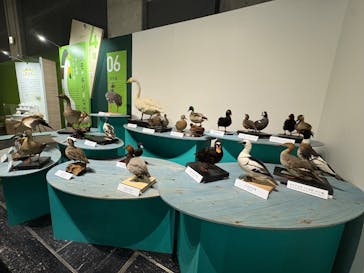 特別展「鳥～ゲノム解析が解き明かす新しい鳥類の系統～」に投稿された画像（2025/5/17）