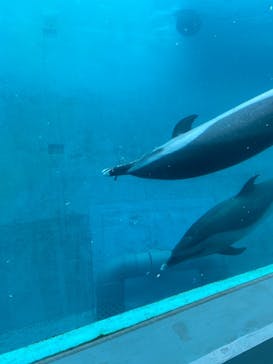 太地町立くじらの博物館に投稿された画像（2025/5/17）