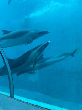 太地町立くじらの博物館に投稿された画像（2025/5/17）