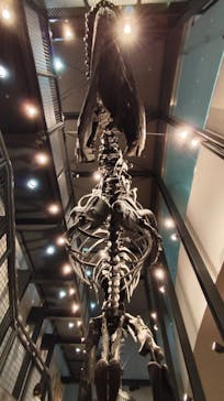 福井県立恐竜博物館に投稿された画像（2025/5/17）