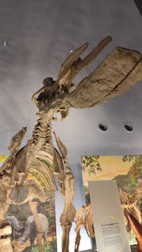 福井県立恐竜博物館に投稿された画像（2025/5/17）