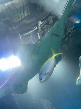 マクセル アクアパーク品川に投稿された画像（2025/5/17）