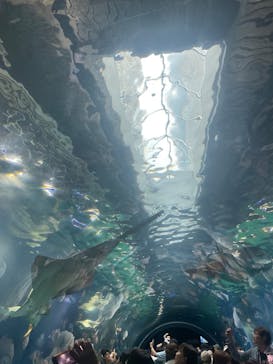 マクセル アクアパーク品川に投稿された画像（2025/5/17）