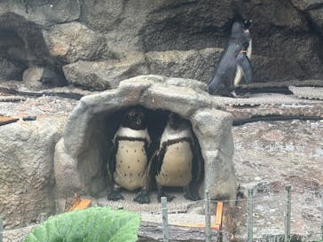 サンシャイン水族館に投稿された画像（2025/5/17）