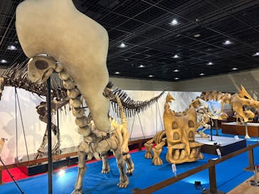 福井県立恐竜博物館に投稿された画像（2025/5/17）