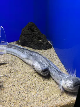 サンシャイン水族館に投稿された画像（2025/5/17）