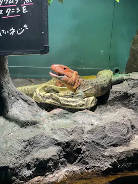 サンシャイン水族館に投稿された画像（2025/5/17）