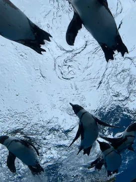 サンシャイン水族館に投稿された画像（2025/5/17）