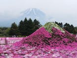 富士芝桜まつり(富士本栖湖リゾート)に投稿された画像（2025/5/17）