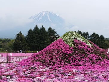 富士芝桜まつり(富士本栖湖リゾート)に投稿された画像（2025/5/17）
