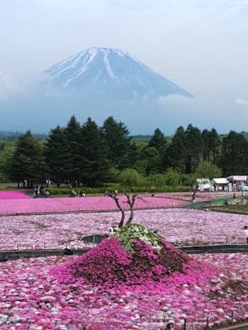 富士芝桜まつり(富士本栖湖リゾート)に投稿された画像（2025/5/17）