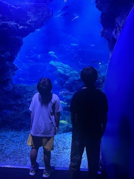 京都水族館に投稿された画像（2025/5/17）