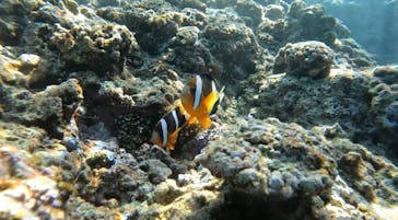 武藤潜水に投稿された画像（2025/5/17）