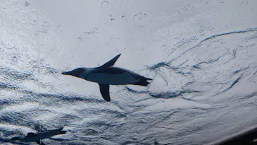 サンシャイン水族館に投稿された画像（2025/5/17）
