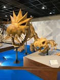 福井県立恐竜博物館に投稿された画像（2025/5/17）