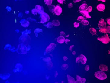 名古屋港水族館に投稿された画像（2025/5/17）