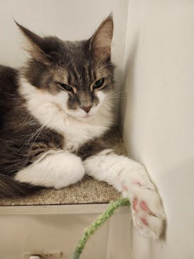 Moff アニマル カフェ イーアス 高尾店に投稿された画像（2025/5/17）