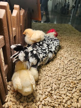 Moff アニマル カフェ イーアス 高尾店に投稿された画像（2025/5/17）