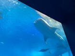 沖縄美ら海水族館に投稿された画像（2025/5/17）