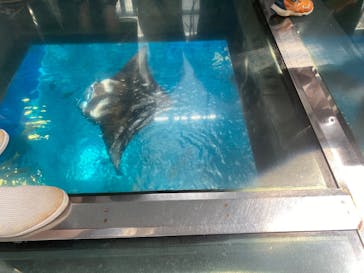 沖縄美ら海水族館に投稿された画像（2025/5/17）