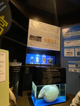 沖縄美ら海水族館に投稿された画像（2025/5/17）