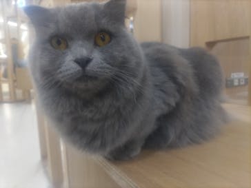 Cat Café MOFF 枚方モール店に投稿された画像（2025/5/17）
