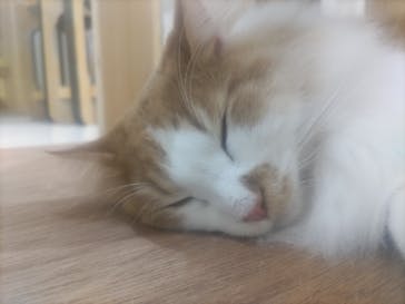 Cat Café MOFF 枚方モール店に投稿された画像（2025/5/17）