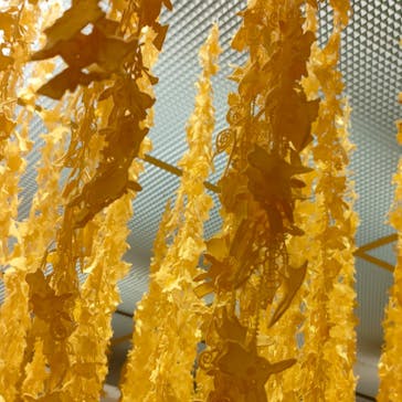 ポケモン×工芸展－美とわざの大発見－に投稿された画像（2025/5/17）