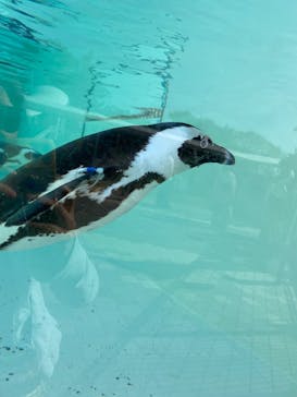 マリンワールド海の中道に投稿された画像（2025/5/17）