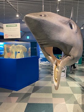 マリンワールド海の中道に投稿された画像（2025/5/17）