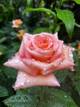 横浜イングリッシュガーデンに投稿された画像（2025/5/17）