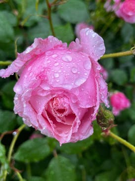 横浜イングリッシュガーデンに投稿された画像（2025/5/17）