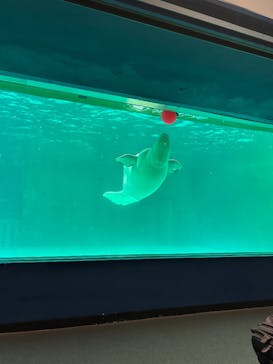 鴨川シーワールドに投稿された画像（2025/5/17）