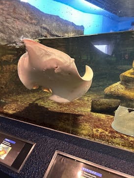 鴨川シーワールドに投稿された画像（2025/5/17）