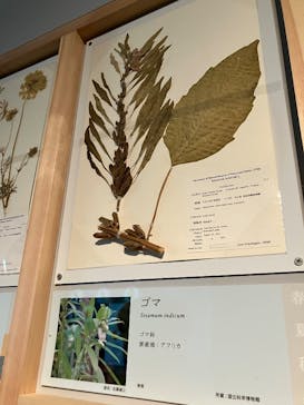 特別展「和食 ～日本の自然、人々の知恵～」に投稿された画像（2025/5/17）