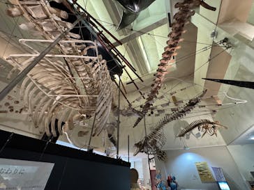 太地町立くじらの博物館に投稿された画像（2025/5/17）