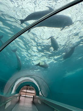 太地町立くじらの博物館に投稿された画像（2025/5/17）