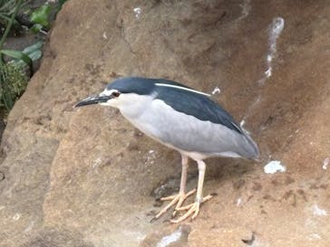 天王寺動物園に投稿された画像（2025/5/17）