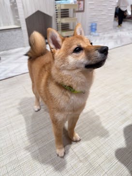 いぬカフェRio 池袋店に投稿された画像（2025/5/17）