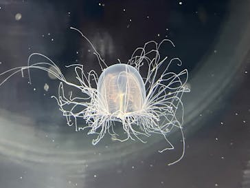 上越市立水族博物館 うみがたりに投稿された画像（2025/5/17）