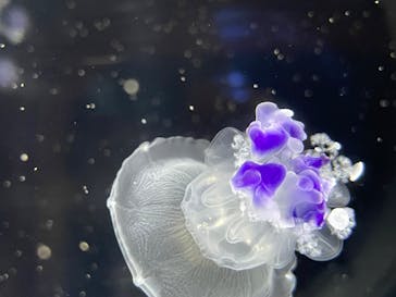 上越市立水族博物館 うみがたりに投稿された画像（2025/5/17）