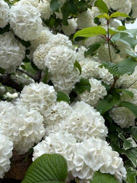 那須ステンドグラス美術館に投稿された画像（2025/5/17）