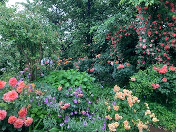 横浜イングリッシュガーデンに投稿された画像（2025/5/17）