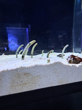 すみだ水族館に投稿された画像（2025/5/18）