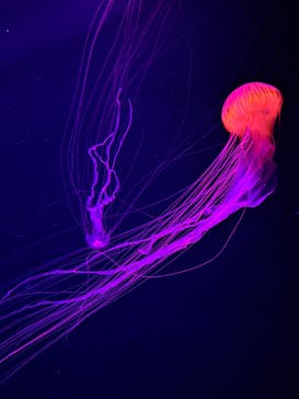 すみだ水族館に投稿された画像（2025/5/18）