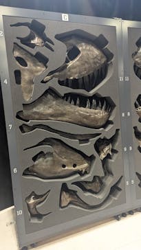 福井県立恐竜博物館に投稿された画像（2025/5/18）