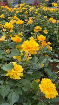 いばらきフラワーパークに投稿された画像（2025/5/18）