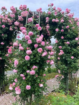 ぎふワールド・ローズガーデンに投稿された画像（2025/5/18）