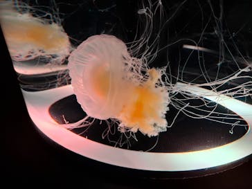 マクセル アクアパーク品川に投稿された画像（2025/5/18）